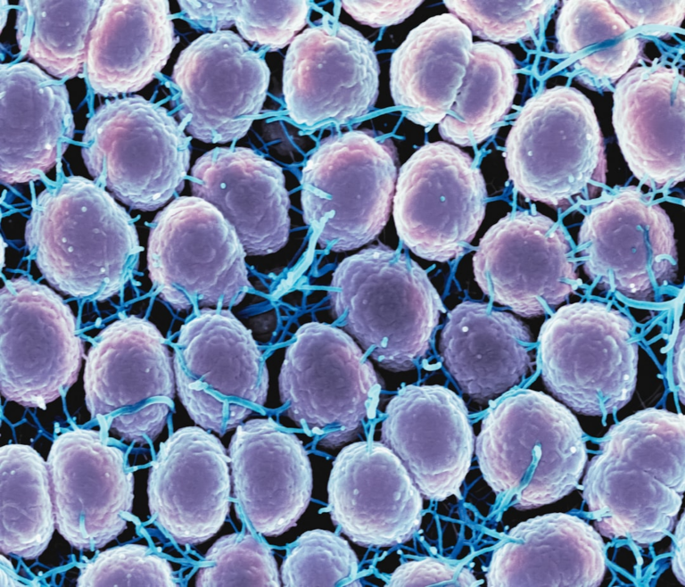 a close up of a bunch of cell phones — Foto por National Institute of Allergy and Infectious Diseases na Unsplash
